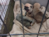 Pug puppies for sale €350 2