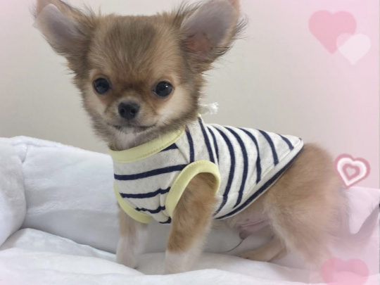 T cup chihuahuas