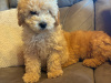 Toy poodle pup 8