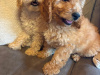 Toy poodle pup 9