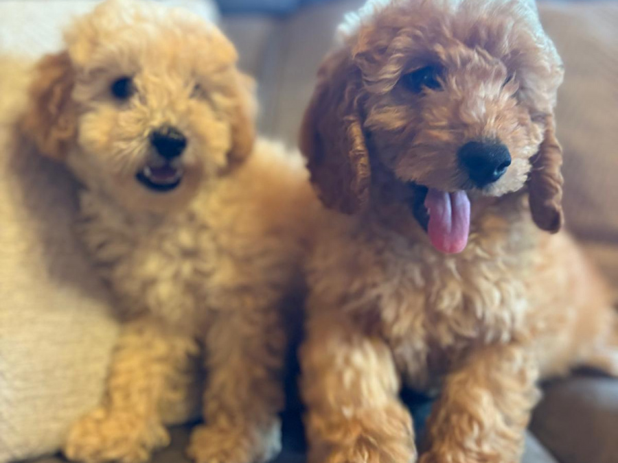 Toy poodle pup 2