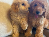 Toy poodle pup 4