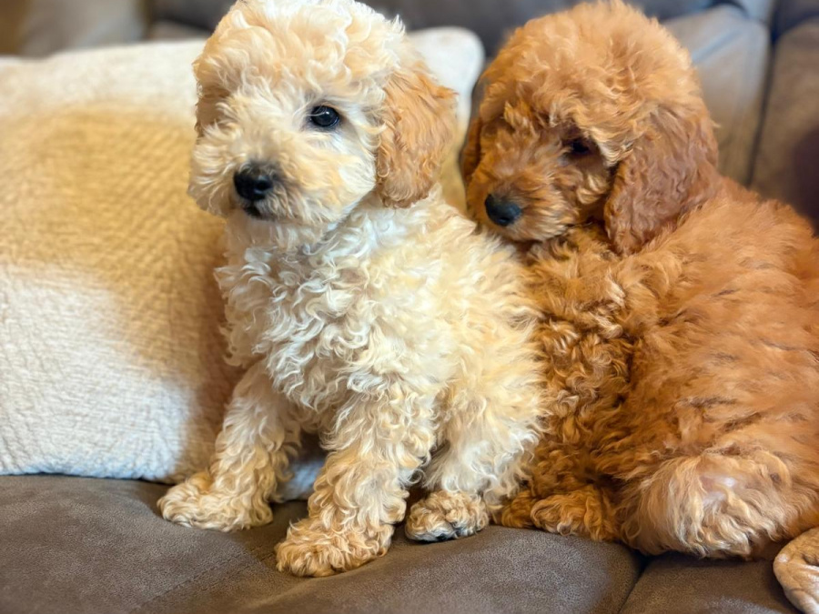 Toy poodle pup 6