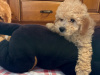 Toy poodle pup 3