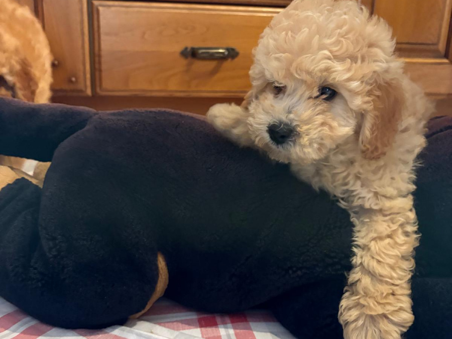 Toy poodle pup 3