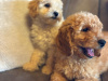 Toy poodle pup 5