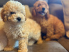 Toy poodle pup 1