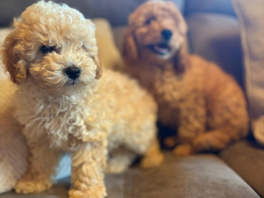 Toy poodle pup