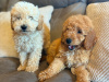Toy poodle pup 7