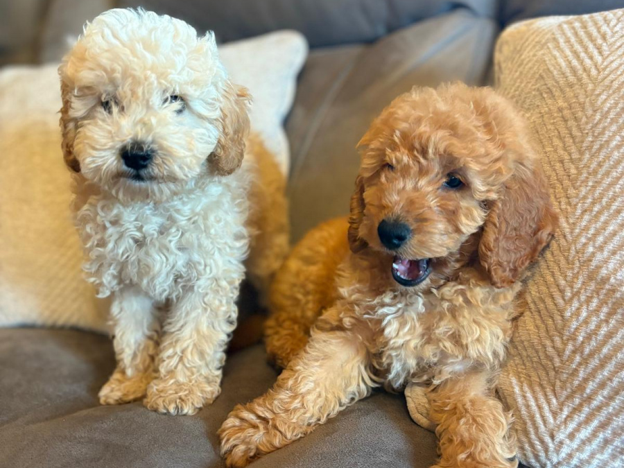 Toy poodle pup 7