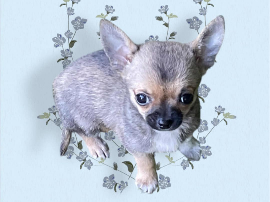 T cup chihuahuas