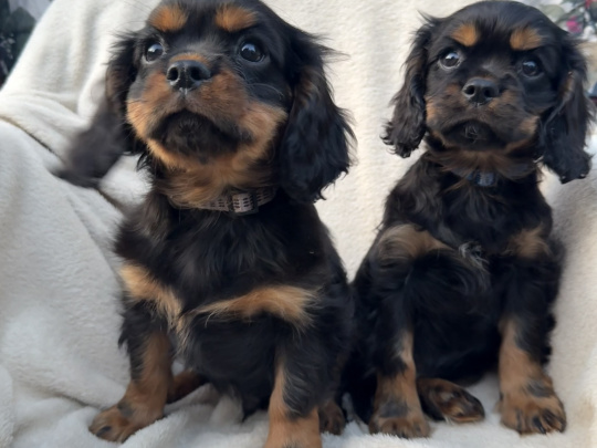 Cavalier King Charles Pups
