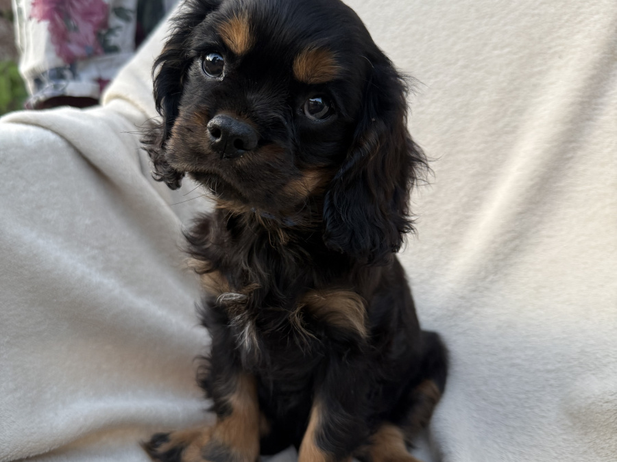 Cavalier King Charles Pups 3
