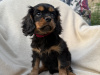 Cavalier King Charles Pups 2