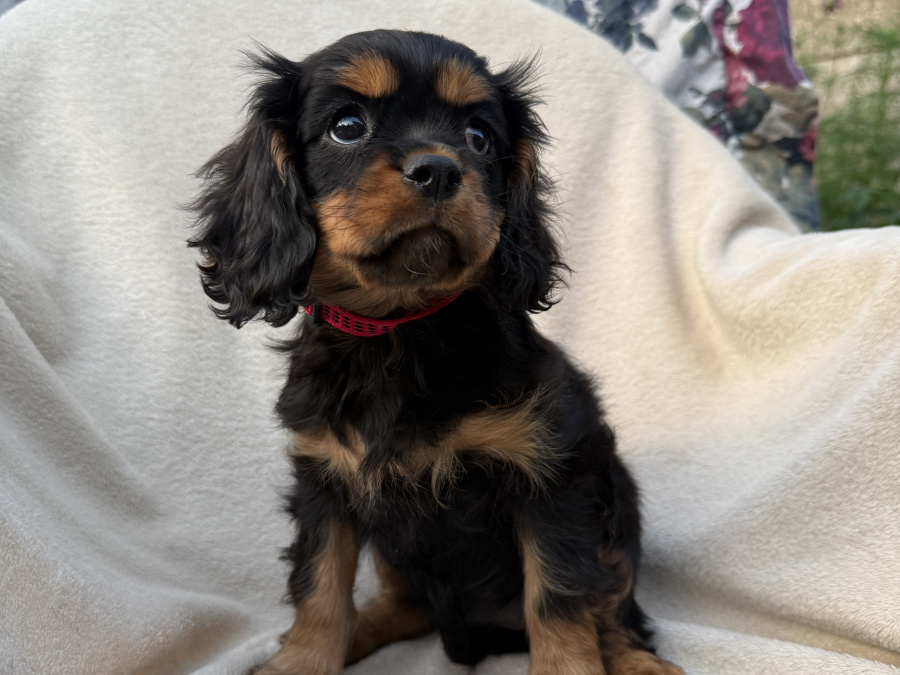 Cavalier King Charles Pups 2
