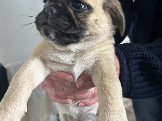 Pug Tzu Puppies For Sale