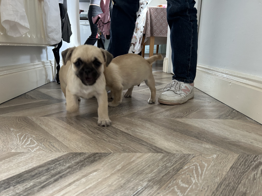 Pug Tzu Puppies For Sale 2