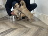Pug Tzu Puppies For Sale 4