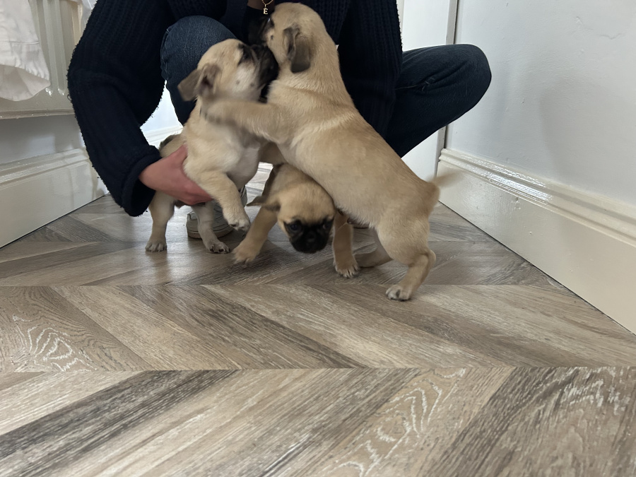 Pug Tzu Puppies For Sale 4