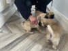 Pug Tzu Puppies For Sale 5