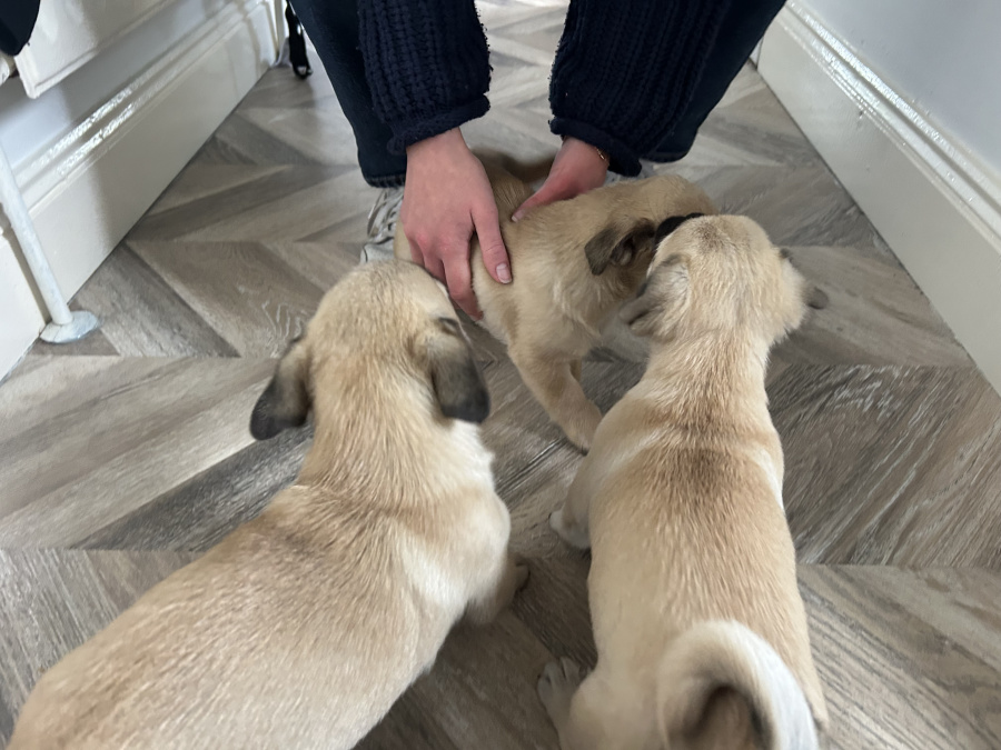 Pug Tzu Puppies For Sale 3