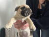 Pug Tzu Puppies For Sale 6
