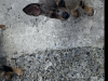 Teacup Merel Chihuahuas 2