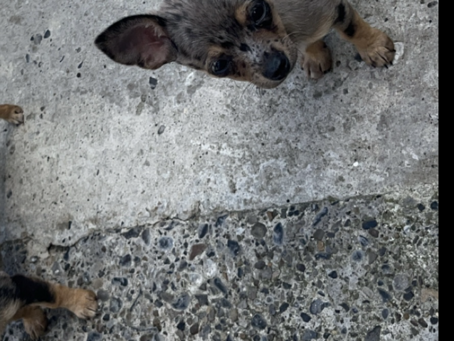 Teacup Merel Chihuahuas 2
