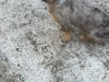 Teacup Merel Chihuahuas 3