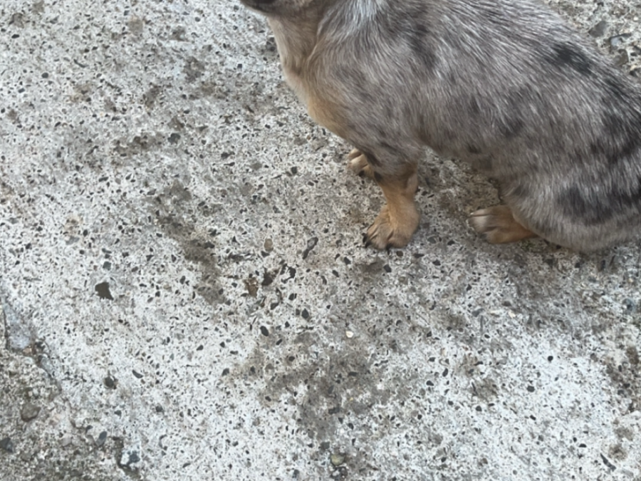 Teacup Merel Chihuahuas 3