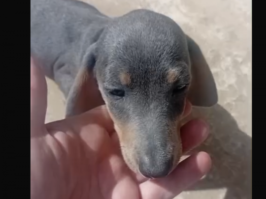 Dachshund blue tan