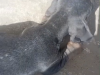 Dachshund blue tan 4