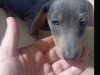 Dachshund blue tan 2