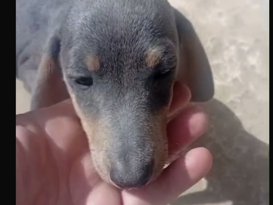Dachshund blue tan 3