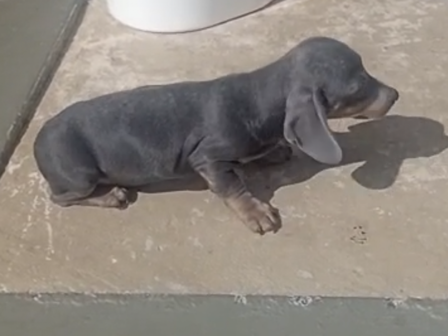 Dachshund blue tan 5