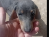 Dachshund blue tan 6