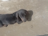 Dachshund blue tan 7