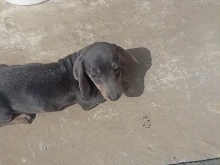 Dachshund blue tan 7
