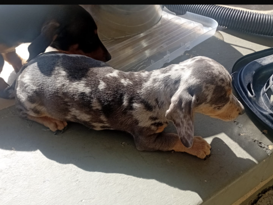 Dachsund for sale in Mullingar