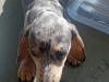Dachsund for sale in Mullingar 2