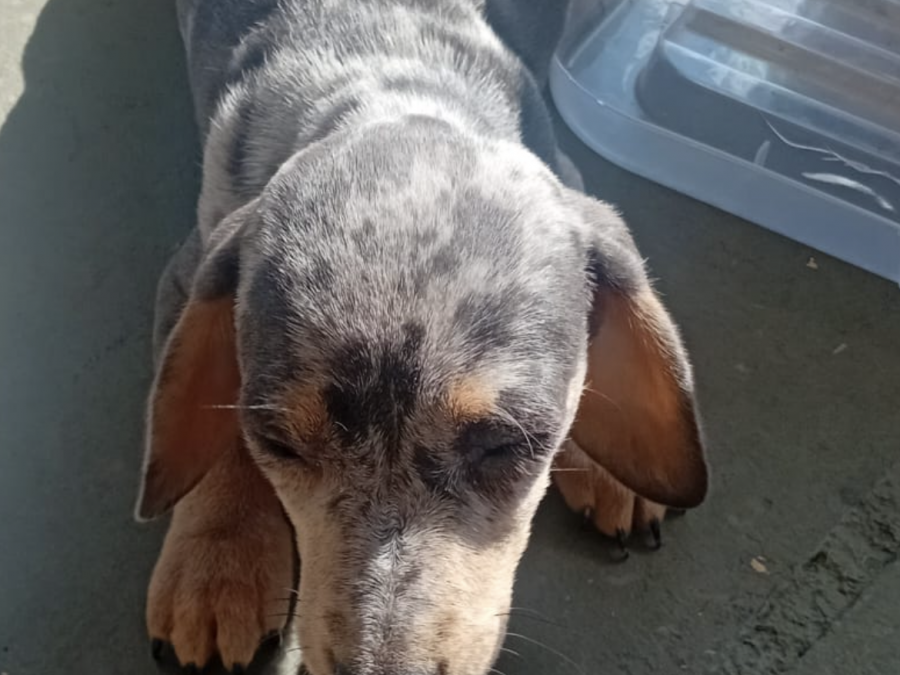 Dachsund for sale in Mullingar 2