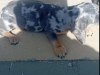 Dachsund for sale in Mullingar 3