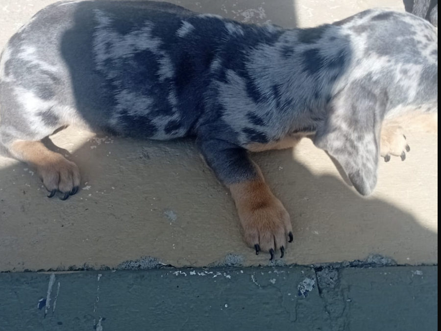 Dachsund for sale in Mullingar 3