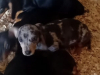 Dachsund for sale in Mullingar 4