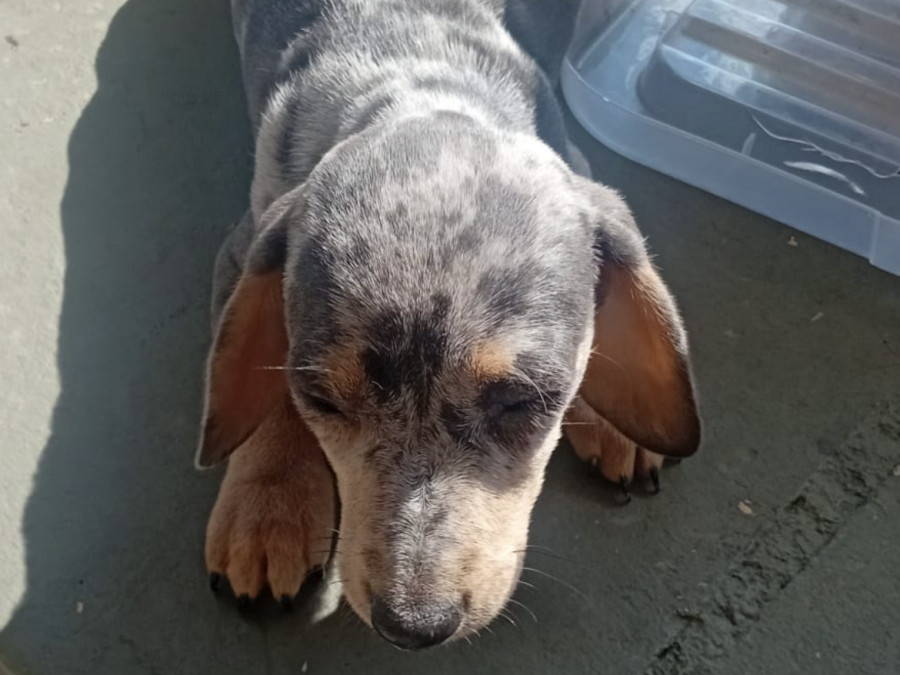 Dachsund for sale in Mullingar 5