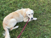 Beautiful 1 yr old IKC Golden Retriever 1