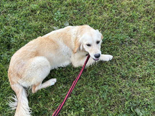 Beautiful 1 yr old IKC Golden Retriever