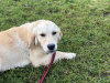 Beautiful 1 yr old IKC Golden Retriever 2