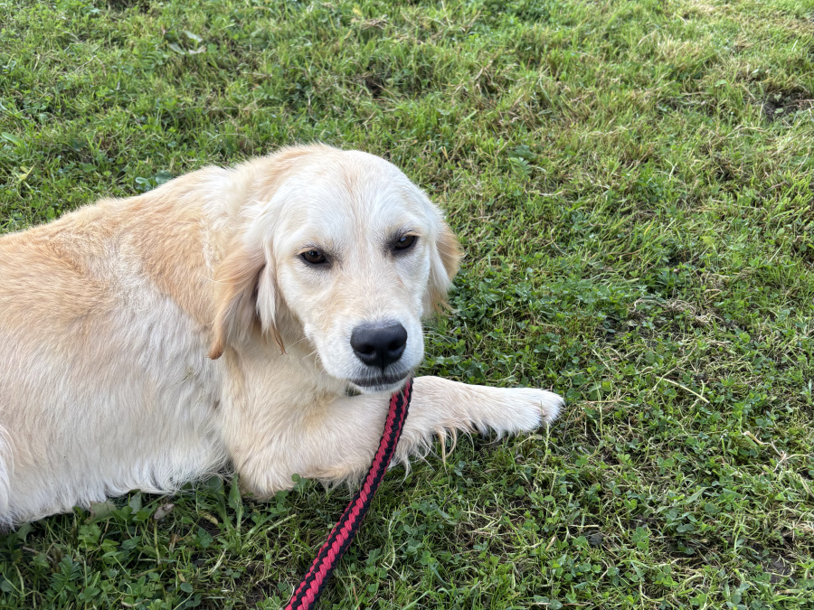 Beautiful 1 yr old IKC Golden Retriever 2