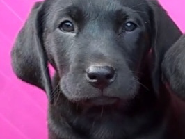 STUNNING TRUE LABRADOR PUPS